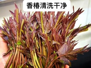 香椿爆炸安装过程详解及配置说明手册：实用指南助您轻松完成安装工作