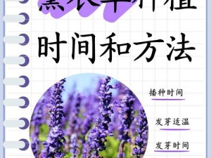 薰衣草实验室研究所：如何解决薰衣草种植中的病虫害问题？