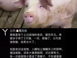 小猪视频在线观看：为何看不了？怎样解决？