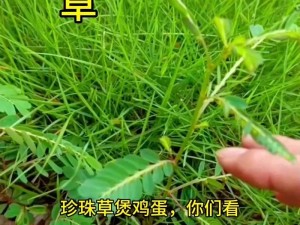 草 b具体指什么呢？如果你想知道，就快来看看吧