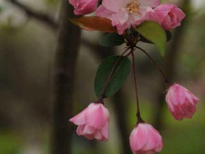 优质RB灌溉JY系统海棠—优质 RB 灌溉 JY 系统海棠，让你的花园更加美丽