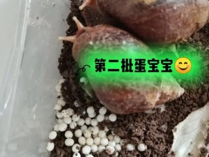 最强蜗牛游戏中红龙蛋获取攻略：揭秘孵化红龙蛋的专属途径