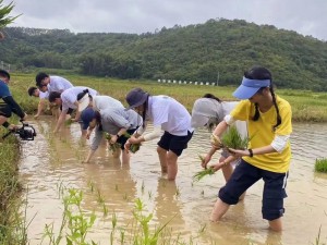 夫妻插秧 38 种方法图片大全：高效实用的农耕技巧