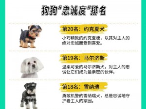 皇后接待藩王的神犬叫什么？有何寓意？