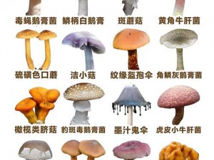 黑蘑菇_黑蘑菇有毒吗？