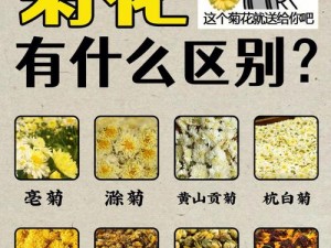 后面菊花开过和没开过的区别(菊花后面开过和没开时有什么区别？)