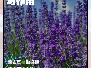 薰衣草研究所网站入口_如何进入薰衣草研究所官方网站？