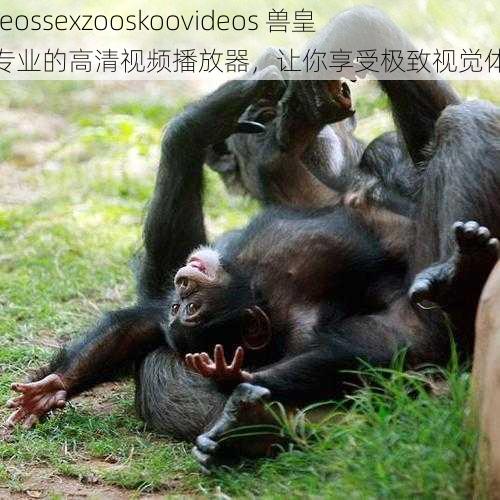 videossexzooskoovideos 兽皇：专业的高清视频播放器，让你享受极致视觉体验