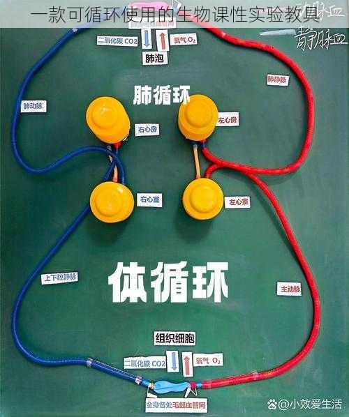 一款可循环使用的生物课性实验教具