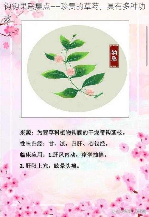 钩钩果采集点——珍贵的草药，具有多种功效