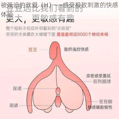 被强迫的欢爱（H）——感受极致刺激的快感体验