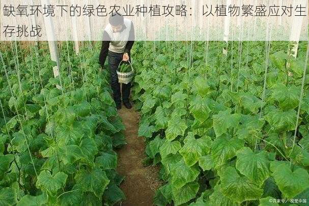 缺氧环境下的绿色农业种植攻略：以植物繁盛应对生存挑战