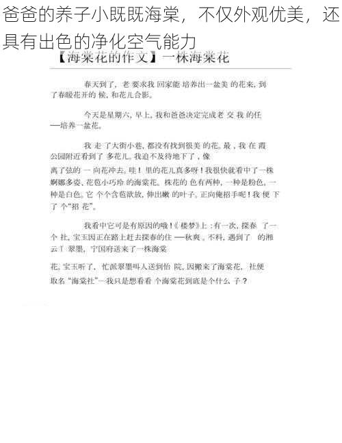 爸爸的养子小既既海棠，不仅外观优美，还具有出色的净化空气能力