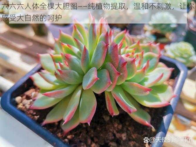 六六六人体全棵大胆图——纯植物提取，温和不刺激，让你感受大自然的呵护