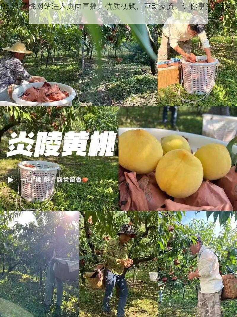 9612 黄桃网站进入页面直播，优质视频，互动交流，让你享受极致体验