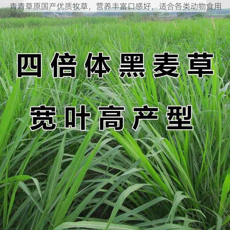 青青草原国产优质牧草，营养丰富口感好，适合各类动物食用