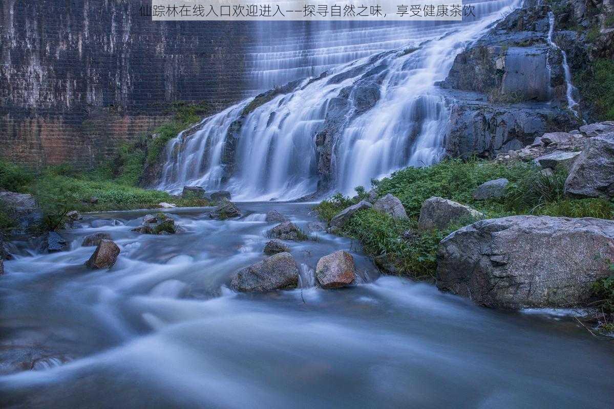 仙踪林在线入口欢迎进入——探寻自然之味，享受健康茶饮