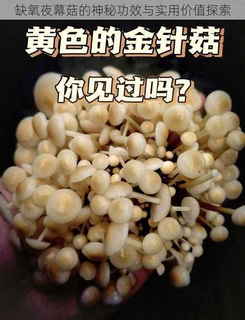 缺氧夜幕菇的神秘功效与实用价值探索