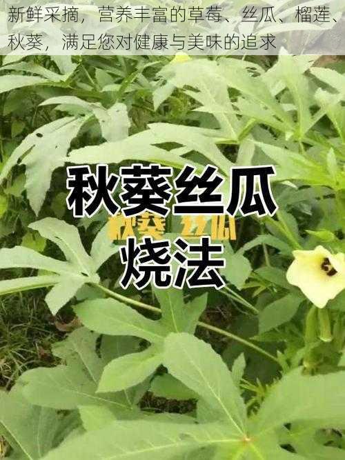 新鲜采摘，营养丰富的草莓、丝瓜、榴莲、秋葵，满足您对健康与美味的追求