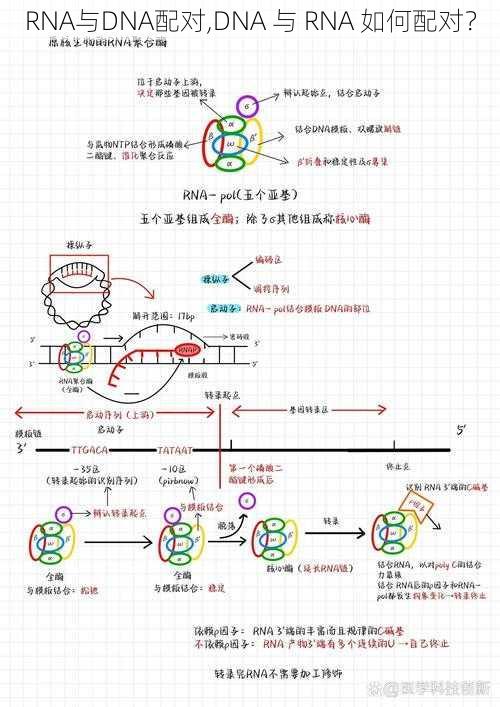 RNA与DNA配对,DNA 与 RNA 如何配对？