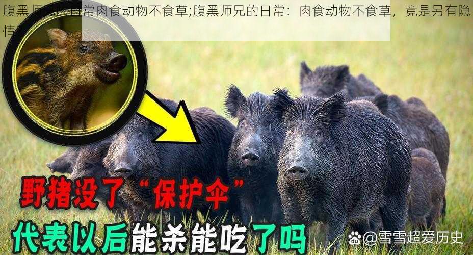 腹黑师兄的日常肉食动物不食草;腹黑师兄的日常：肉食动物不食草，竟是另有隐情？