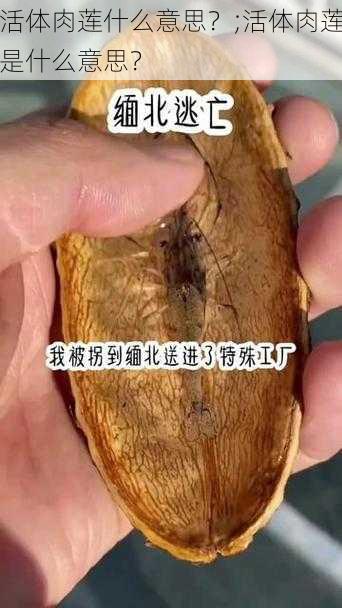 活体肉莲什么意思？;活体肉莲是什么意思？