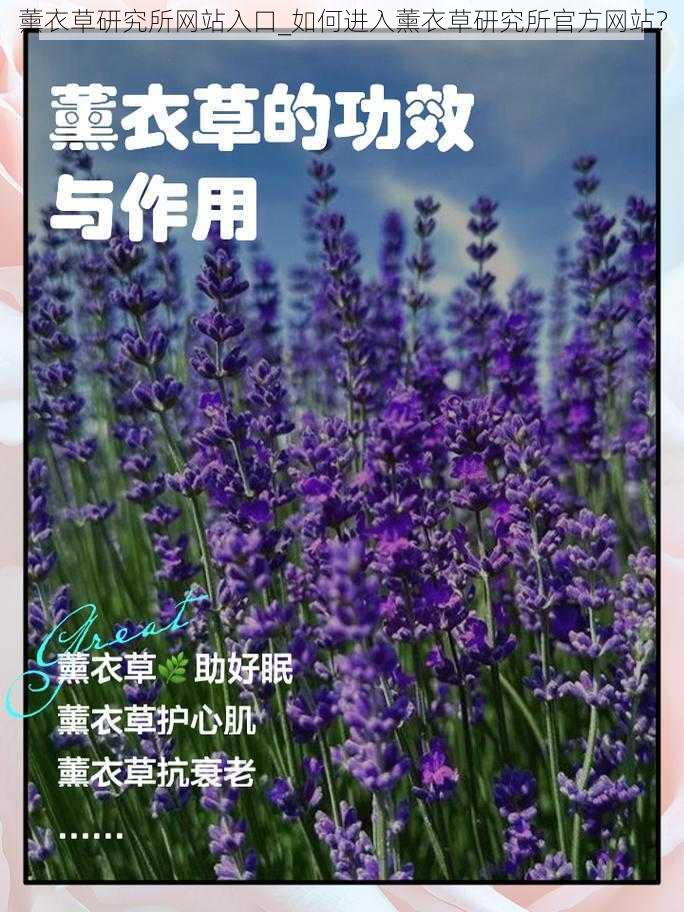 薰衣草研究所网站入口_如何进入薰衣草研究所官方网站？