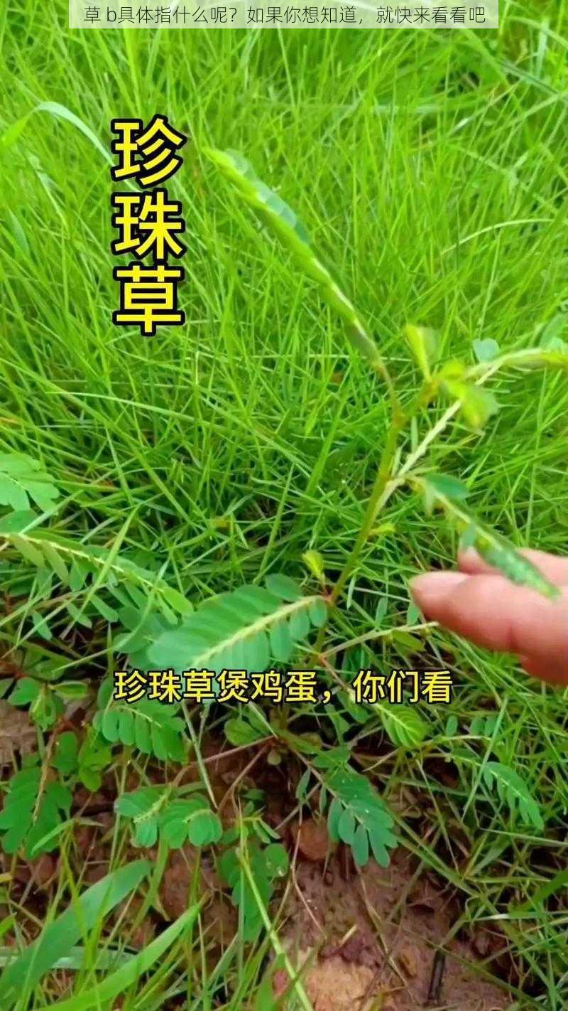 草 b具体指什么呢？如果你想知道，就快来看看吧