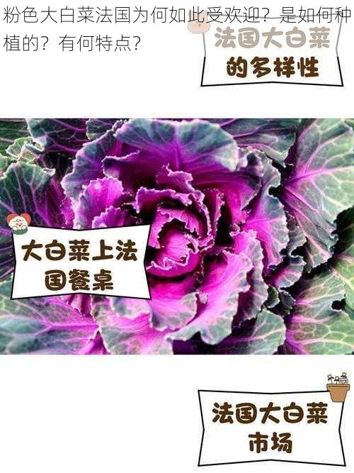 粉色大白菜法国为何如此受欢迎？是如何种植的？有何特点？