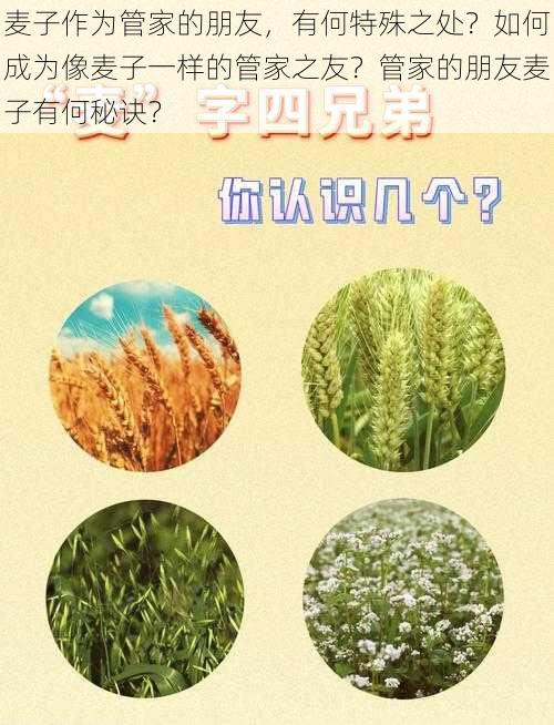 麦子作为管家的朋友，有何特殊之处？如何成为像麦子一样的管家之友？管家的朋友麦子有何秘诀？