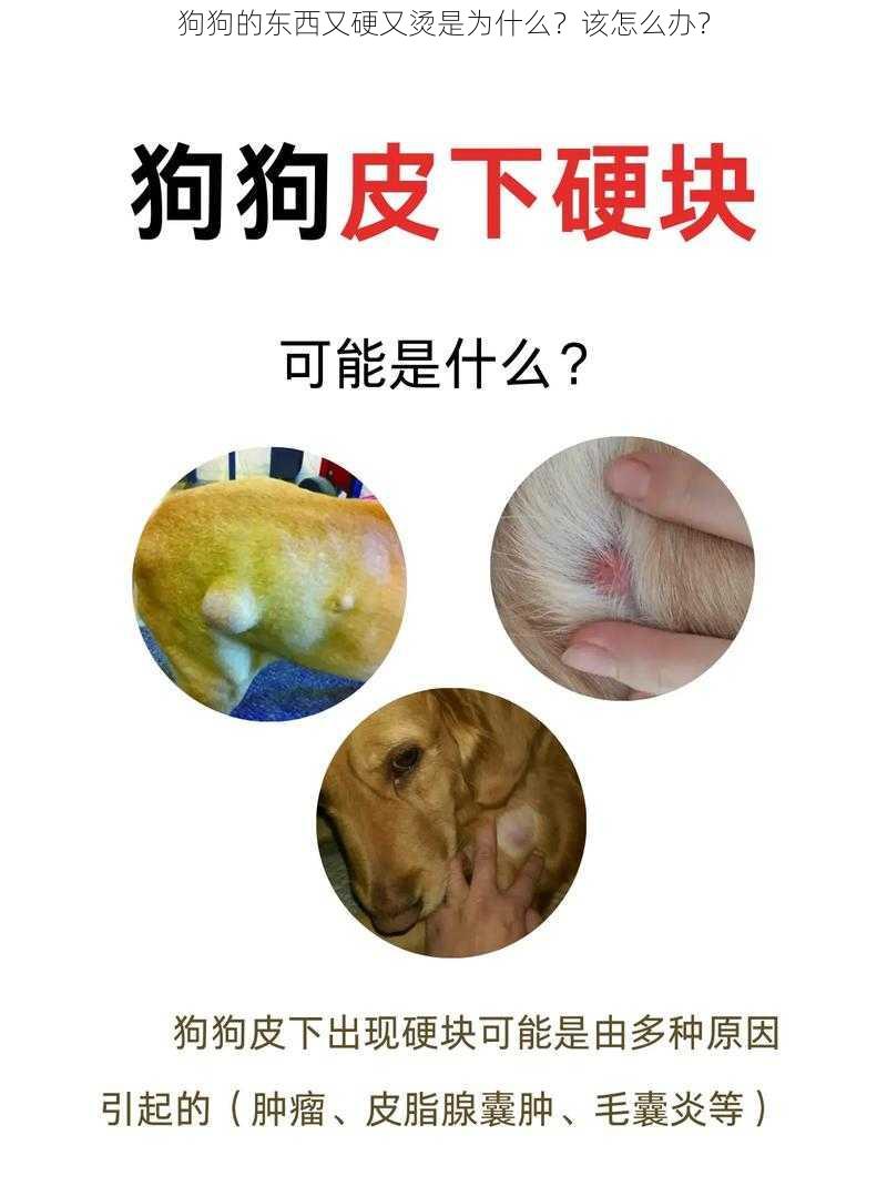 狗狗的东西又硬又烫是为什么？该怎么办？