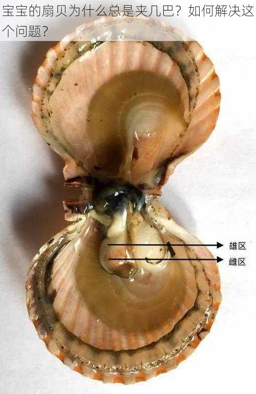 宝宝的扇贝为什么总是夹几巴？如何解决这个问题？